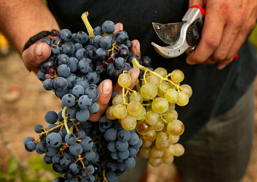 'Village' Tasting