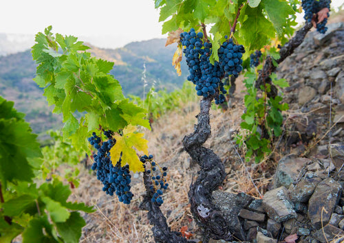'Grand Cru' Tasting